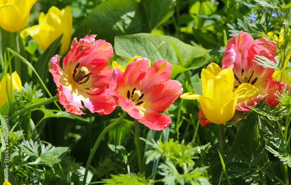 Front top photo of two full blooming soft pink tulips (pistil stamens) among yellow tulips in the park, close-up Front top photo of two full blooming soft pink tulips (pistil stamens) among yellow tulips in the park, close-up