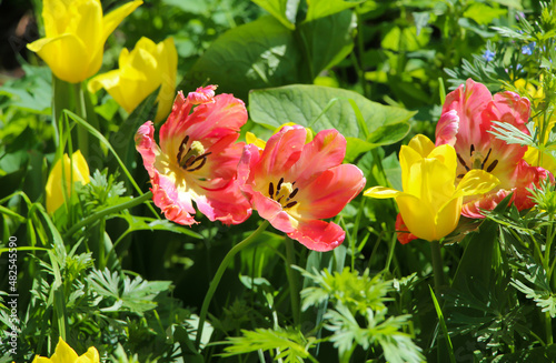 Front top photo of two full blooming soft pink tulips (pistil stamens) among yellow tulips in the park, close-up