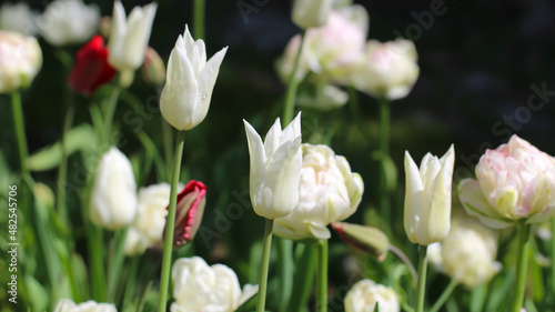 white tulip with selective focus on a natural blurry white tulips background