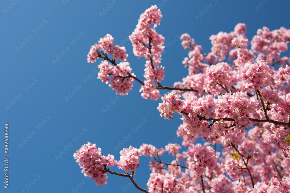 青空に映える河津桜クローズアップ