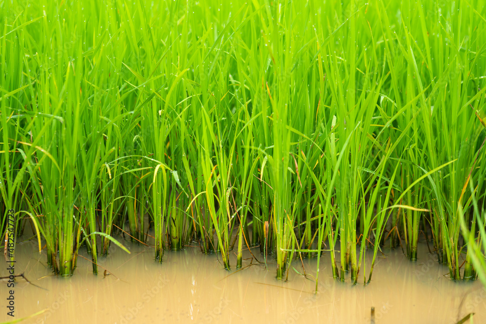 Obraz premium Ripe rice paddy plant which is growth in water, ready for harvest. Agriculture organic food supply photo. Close-up.