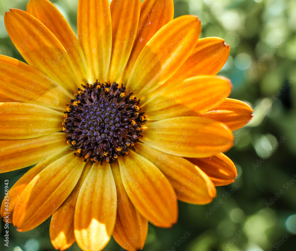 Orange Cape Marguerite daisy ; overhead view ; closeup Orange Cape Marguerite daisy ; overhead view ; closeup