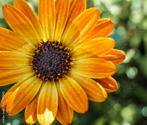 Orange Cape Marguerite daisy ; overhead view ; closeup