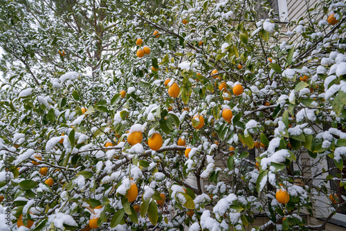 Kumquat tree (cumquats, kumquat, Fortunella margarita) in the snow-covered garden in winter. Citrus, Oval fruits and snowy leaves on kumquat tree.