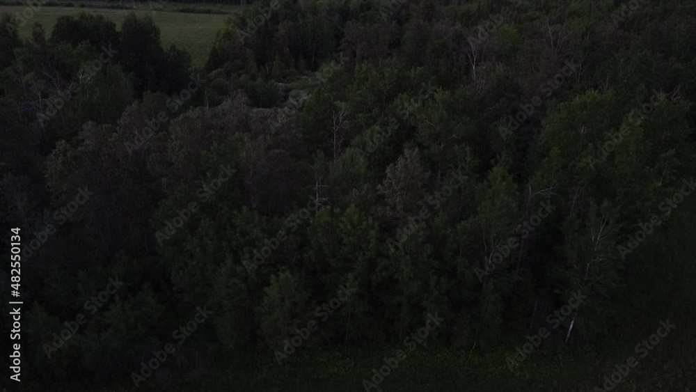 A drone shot that moves around a small mixed temperate forest in the summer on an organic farm at dusk. A drone shot that moves around a small mixed temperate forest in the summer on an organic farm at dusk.