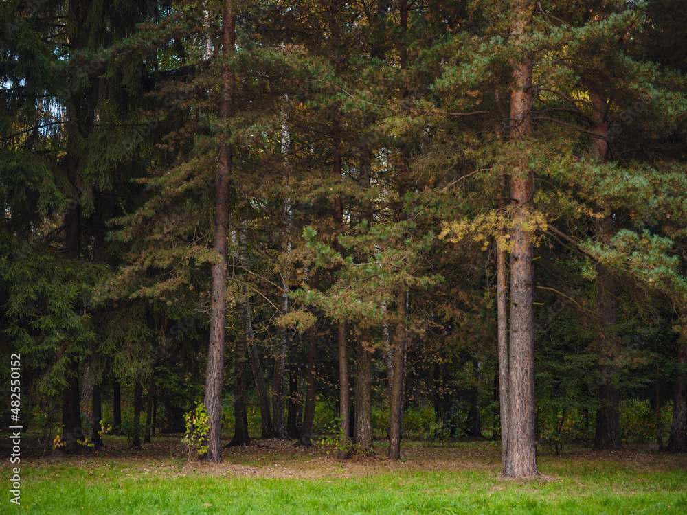 Obraz premium traditional forest of central Russia, summer sunset. Scenic forest of fresh green trees, beautiful park, summer landscape, birch grove, fir forest summer landscape