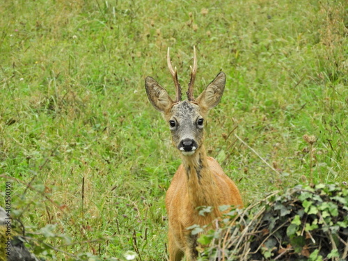 deer in the grass