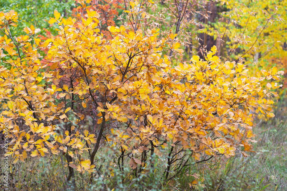 Beautiful young oaks with golden foliage on a defocused colorful background of the autumn forest