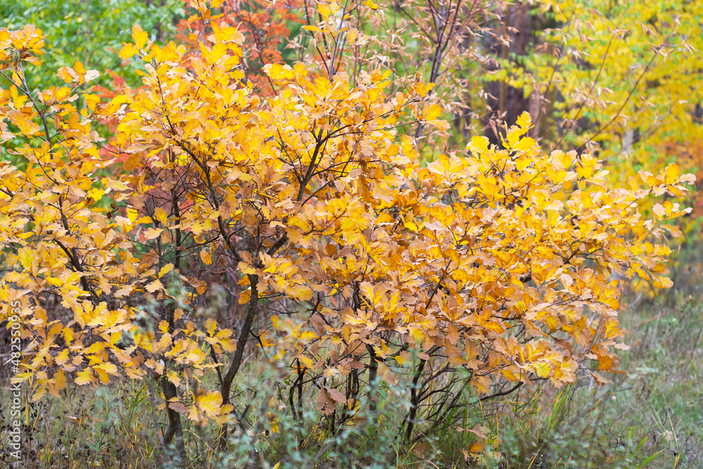 Beautiful young oaks with golden foliage on a defocused colorful background of the autumn forest Beautiful young oaks with golden foliage on a defocused colorful background of the autumn forest