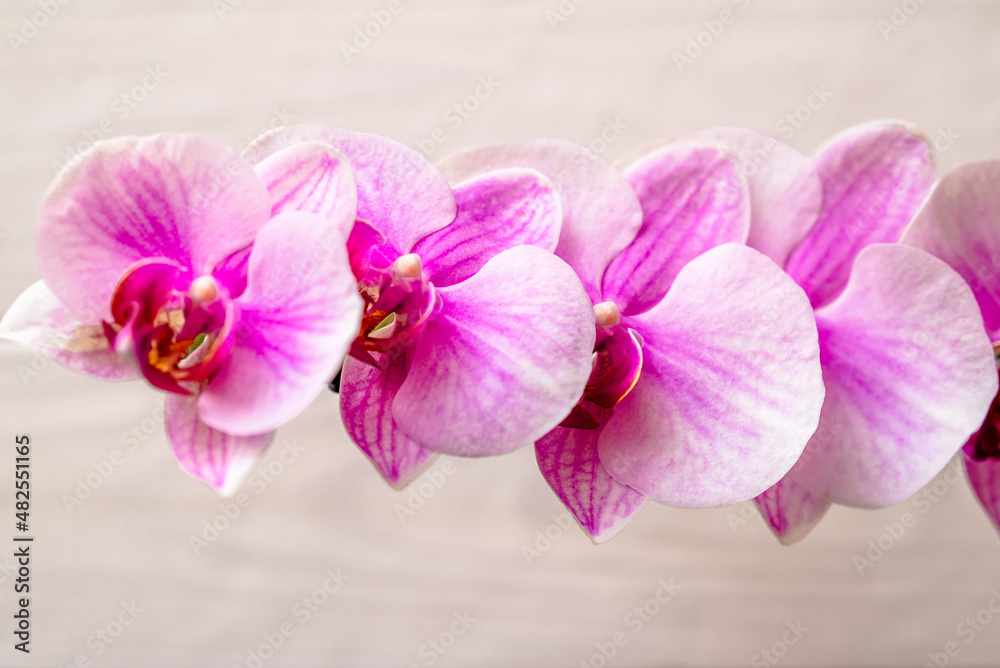 Fototapeta premium A branch of purple orchids on a white wooden background