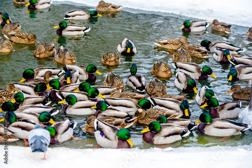 Wild ducks swim in the pond in winter
 photo