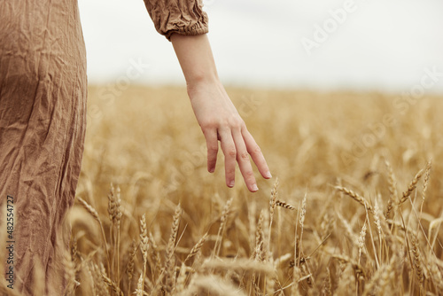 touching golden wheat field the farmer concerned the ripening of wheat ears in early summer harvest