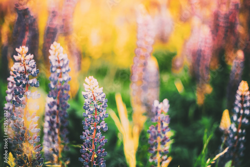 Bush Of Wild Flowers Lupine In Summer Field Meadow. Lupinus, Commonly Known As Lupin Or Lupine, Is A Genus Of Flowering Plants In The Legume Family, Fabaceae. Bush Of Wild Flowers Lupine In Summer photo