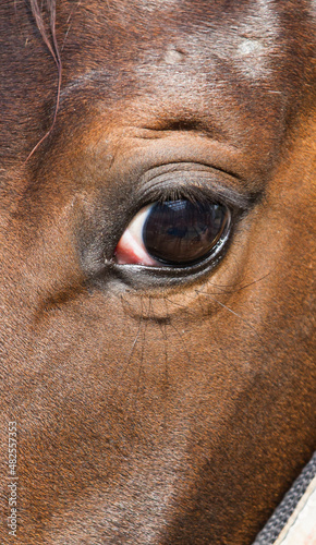 Horse Head  Close-up of the Eye with White Sclera..