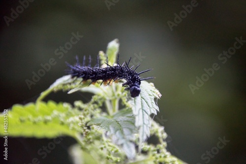 caterpillar on a leaf © Matthieu