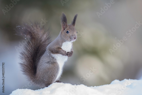 雪の中のエゾリス © mihiro_wildlife