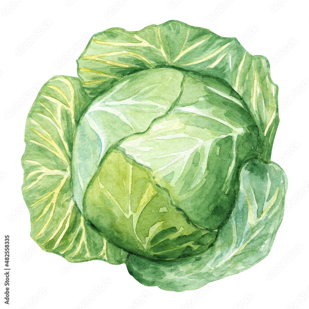 Fototapeta premium Watercolor green cabbage isolated on white background