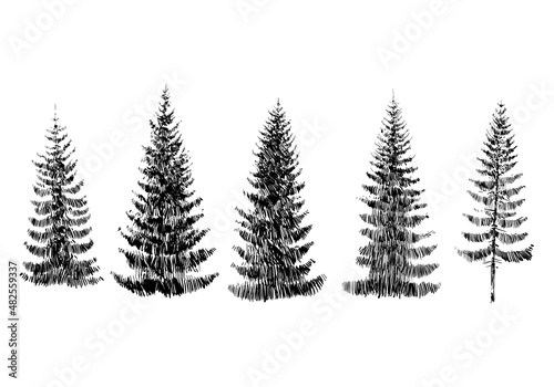 Hand drawn fir tree forest sketch design. Winter holiday backgrounds. Vector illustration 