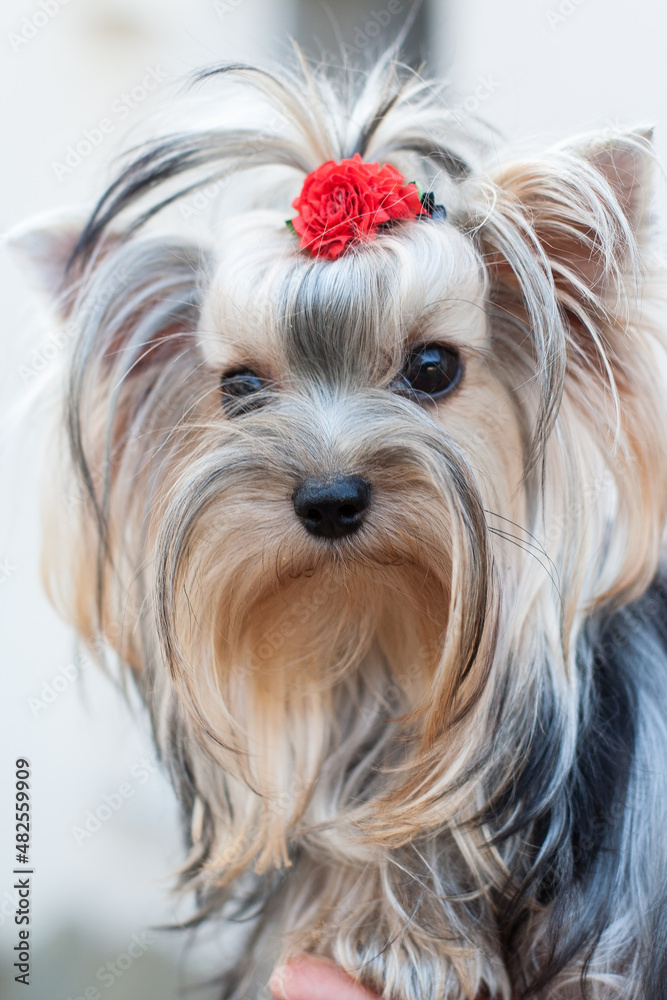 A girl without a face, holding a Yorkshire terrier dog on her hand. The dog looks away, on his head is a bow made of wool, and a red rose.