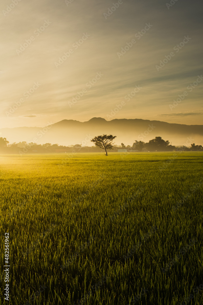 sunset over the field
