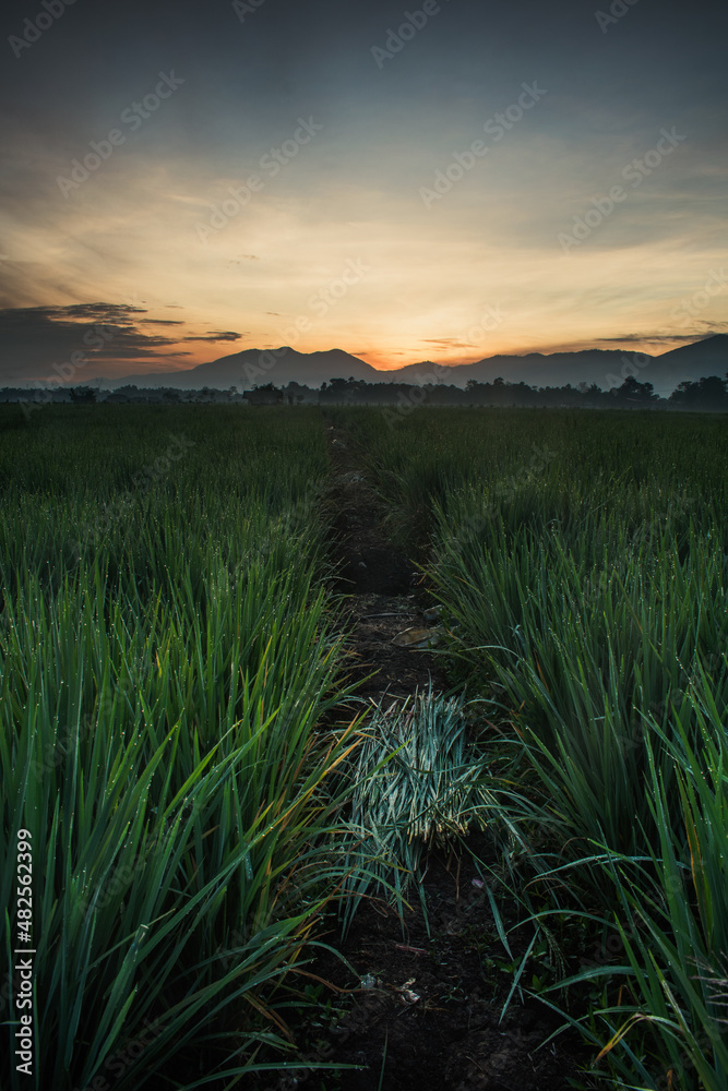 sunset in the field