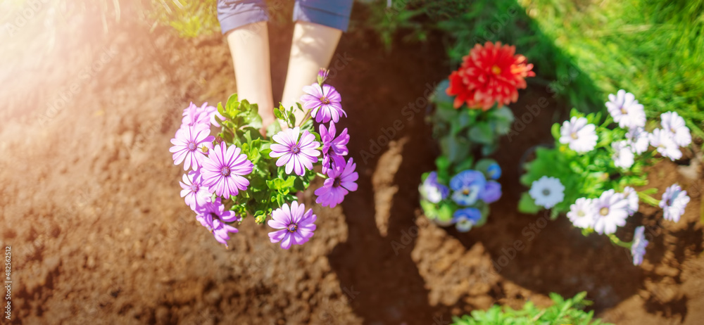 Woman hands putting seedling flowers into the black soil