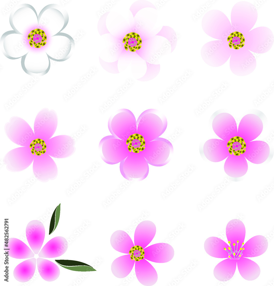 Sakura, set of Oriental pink cherry flowers, vector