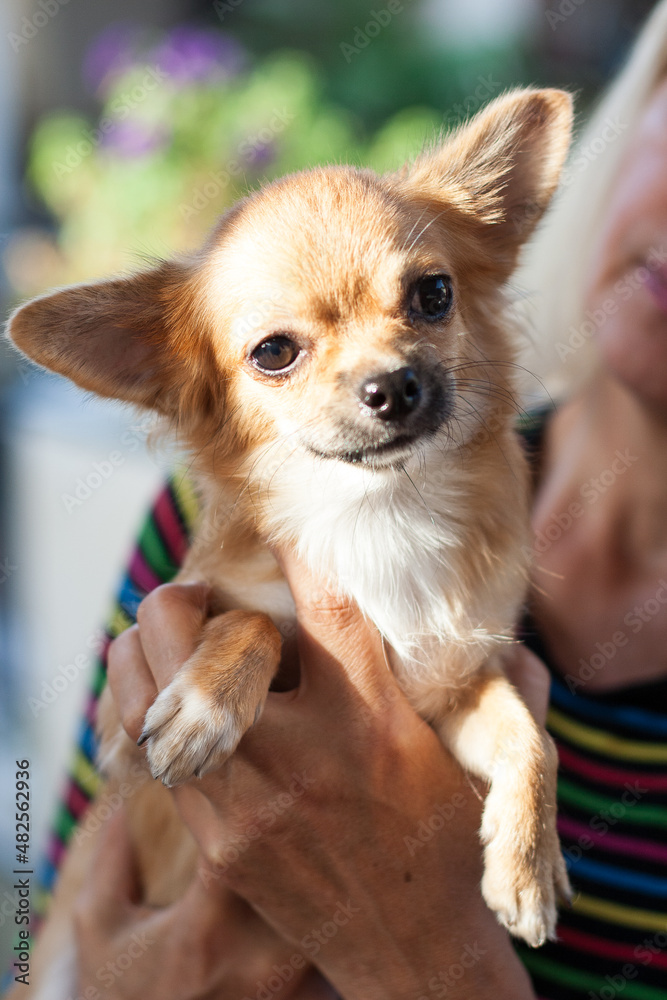 chihuahua puppy in a basket
Chihuahua companion dog. close-up portrait of a dog
A girl without a face holds a chihuahua dog on her hand. The dog looks ahead. she has a cute face. chihuahua puppy in a basket
Chihuahua companion dog. close-up portrait of a dog
A girl without a face holds a chihuahua dog on her hand. The dog looks ahead. she has a cute face.