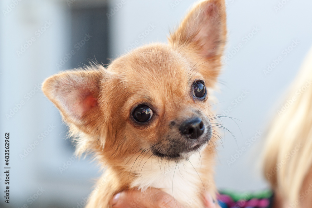 chihuahua puppy on blue background
Chihuahua companion dog. close up portrait dog
A girl without a face, holds a Chihuahua dog on her hand. The dog looks ahead. she has a cute face.