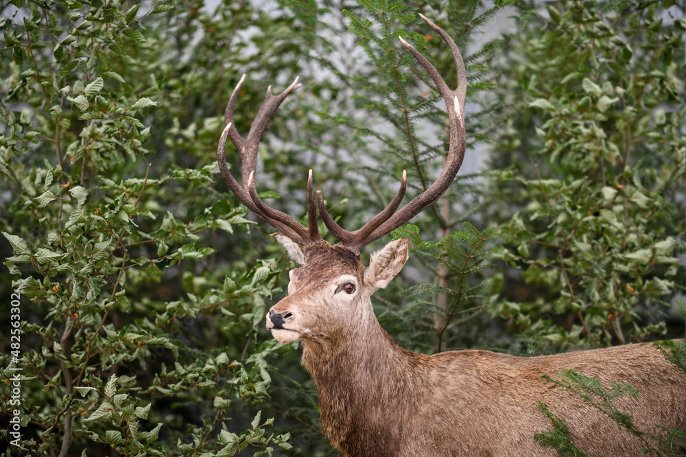 Naklejka premium Deer in the woods , wildlife animal 
