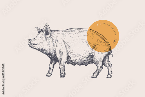 Pig. Hand-drawn retro picture with livestock in engraving style. Can be used for restaurant menu design, market packaging, and labels. Vector vintage illustrations on a light background.