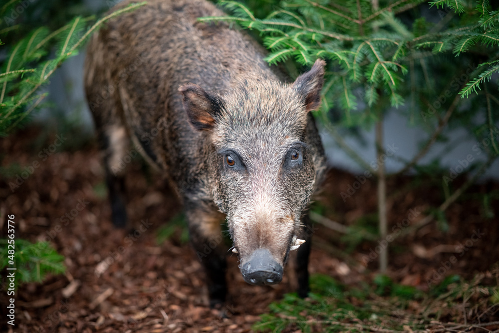 Wild boar pig , forest wildlife animal Wild boar pig , forest wildlife animal