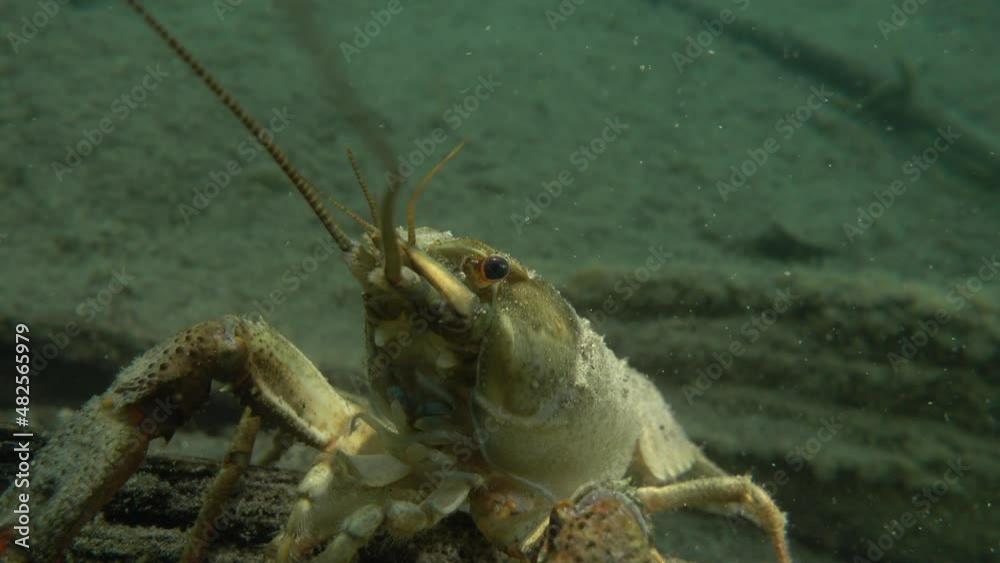 European crayfish (Astacus astacus) stares at the camera, close-up. European crayfish (Astacus astacus) stares at the camera, close-up.
