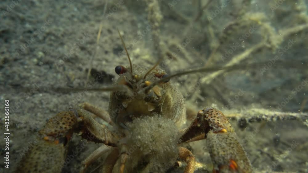 European crayfish (Astacus astacus) examines the camera close-up. European crayfish (Astacus astacus) examines the camera close-up.