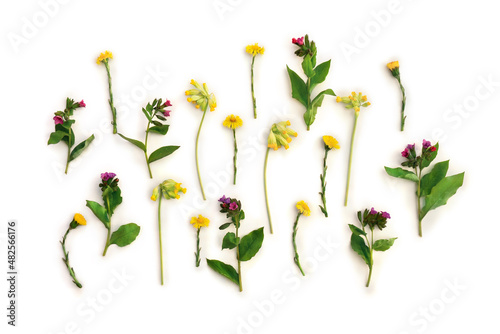 Fototapeta Naklejka Na Ścianę i Meble -  Flowers cowslip ( Primula veris, petrella, herb peter, paigle, peggle ), lungwort, farfara, on a white background. Top view, flat lay. Medicinal plants
