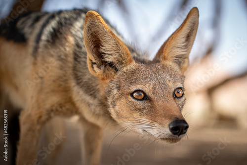 close up of a jackal photo