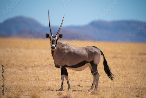 Oryx antelope looking on camera before mountains