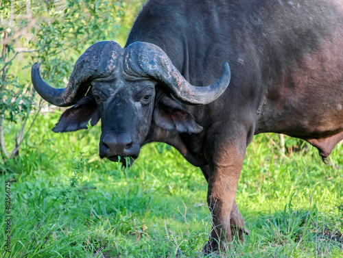 Wld old buffalo bull eats grass in the African savanna. © okyela