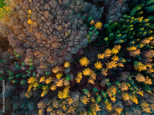 Aerial view shows colorful tree woodland