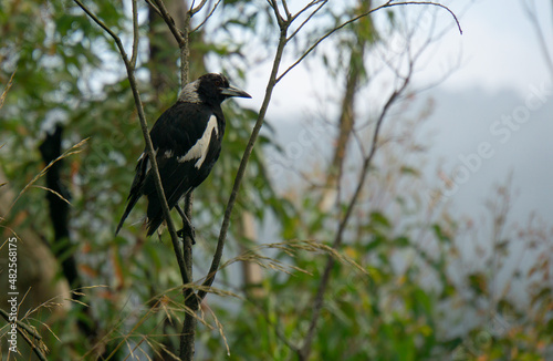 Magpie in tree