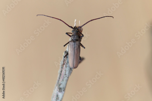 Aegosoma scabricorne an endangered big European longhorn beetle in close view