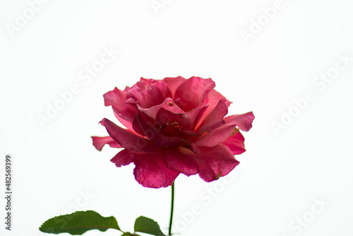 Tableau sur toile This soft pastel pink rose would make a lovely addition to any wedding bouquet