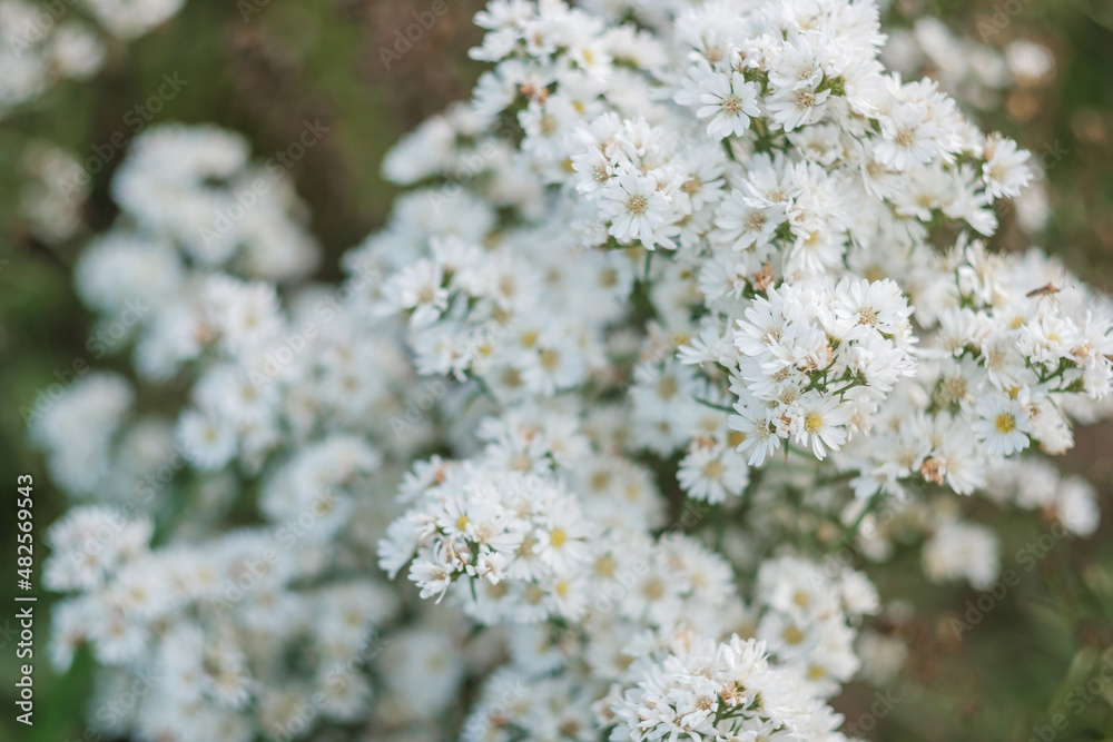 white Margaret flowers blooming in garden white Margaret flowers blooming in garden