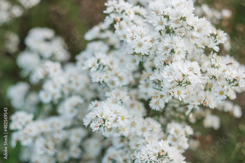 white Margaret flowers blooming in garden