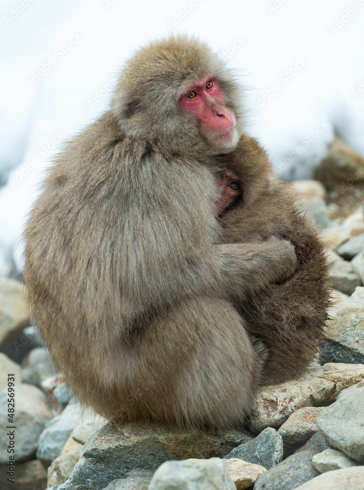 Naklejka premium Japanese macaque and cub. Snow monkey. The Japanese macaque, Scientific name: Macaca fuscata, also known as the snow monkey. Winter season. Natural habitat.