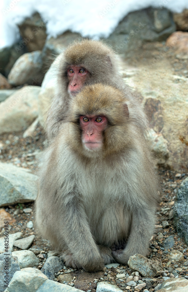 Japanese macaque. Scientific name: Macaca fuscata, also known as the snow monkey. Winter season. Natural habitat. Japan. Japanese macaque. Scientific name: Macaca fuscata, also known as the snow monkey. Winter season. Natural habitat. Japan.