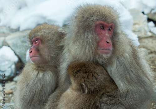 Snow monkeys. The Japanese macaque ( Scientific name: Macaca fuscata), also known as the snow monkey. Winter season. Natural habitat. Japan. © Uryadnikov Sergey