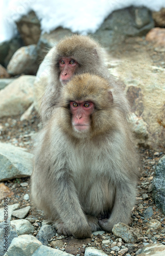 Japanese macaque. Scientific name: Macaca fuscata, also known as the snow monkey. Winter season. Natural habitat. Japan. © Uryadnikov Sergey