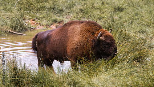 bison at the waterhole cooling down. big mammal in brown with big horns.
