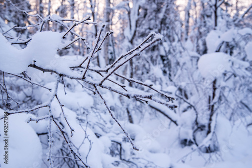 A tree branch covered with snow, hoarfrost against the background of a winter forest, close-up, copy space,